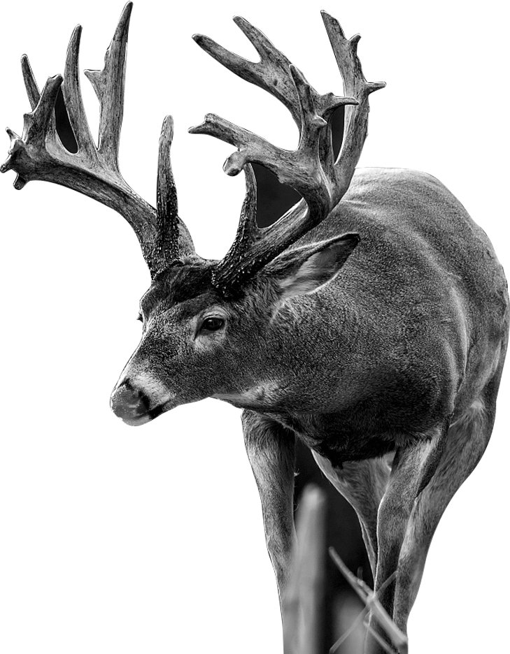 What Animals Smell - Antler (729x936), Png Download
