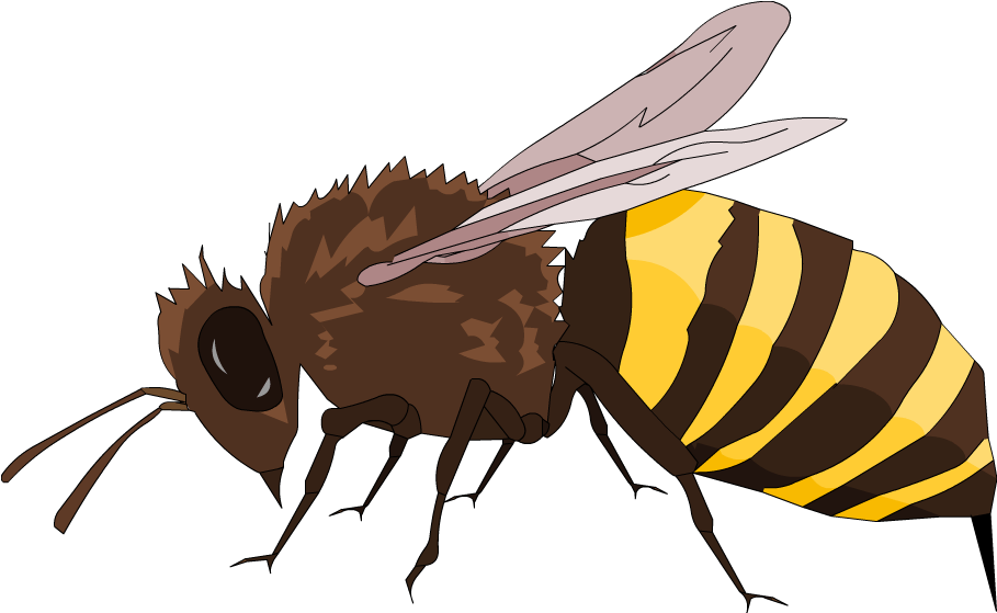 Below Is A Rendering Of The Page Up To The First Error - Net-winged Insects (1098x910), Png Download