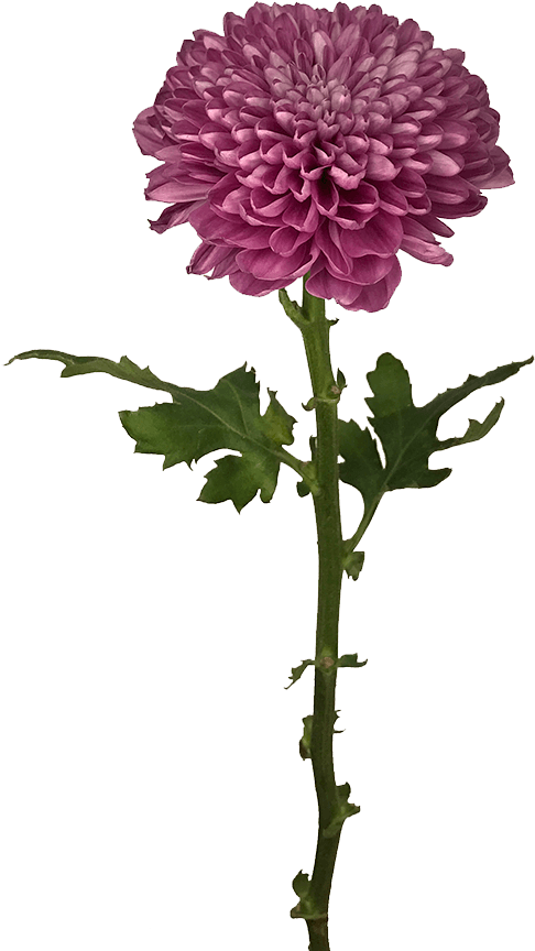 Chrysanths (1100x1100), Png Download