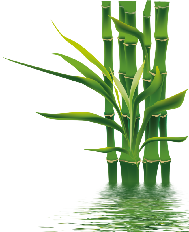 Bamboo Png, Download Png Image With Transparent Background, - Hình Vẽ Gấu Trúc (800x800), Png Download