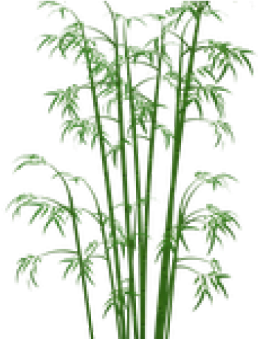 Bamboo Png Transparent Images - Bamboo Png (640x480), Png Download