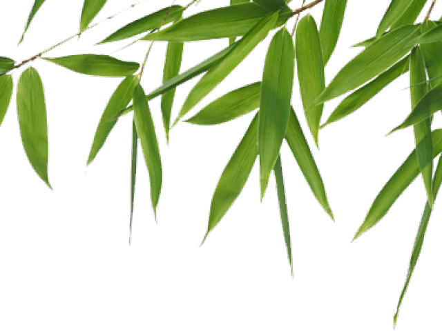 Bamboo Png Transparent Images - Eminence Hibiscus Instant Line Filler (640x480), Png Download