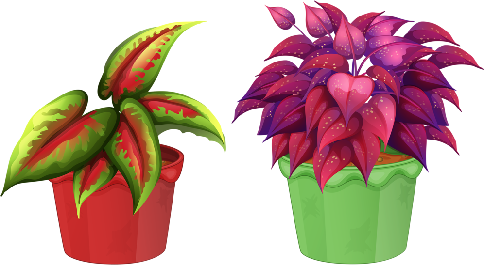 8 Garden Clipart, Flower Pots, Flowers, Views Album, - Flowering Plant And Non Flowering Plant (1024x596), Png Download