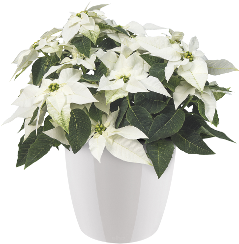 Home > Collection > Brussels Diamond Round - Brussels Diamond Round 14cm Lovely Red (750x750), Png Download