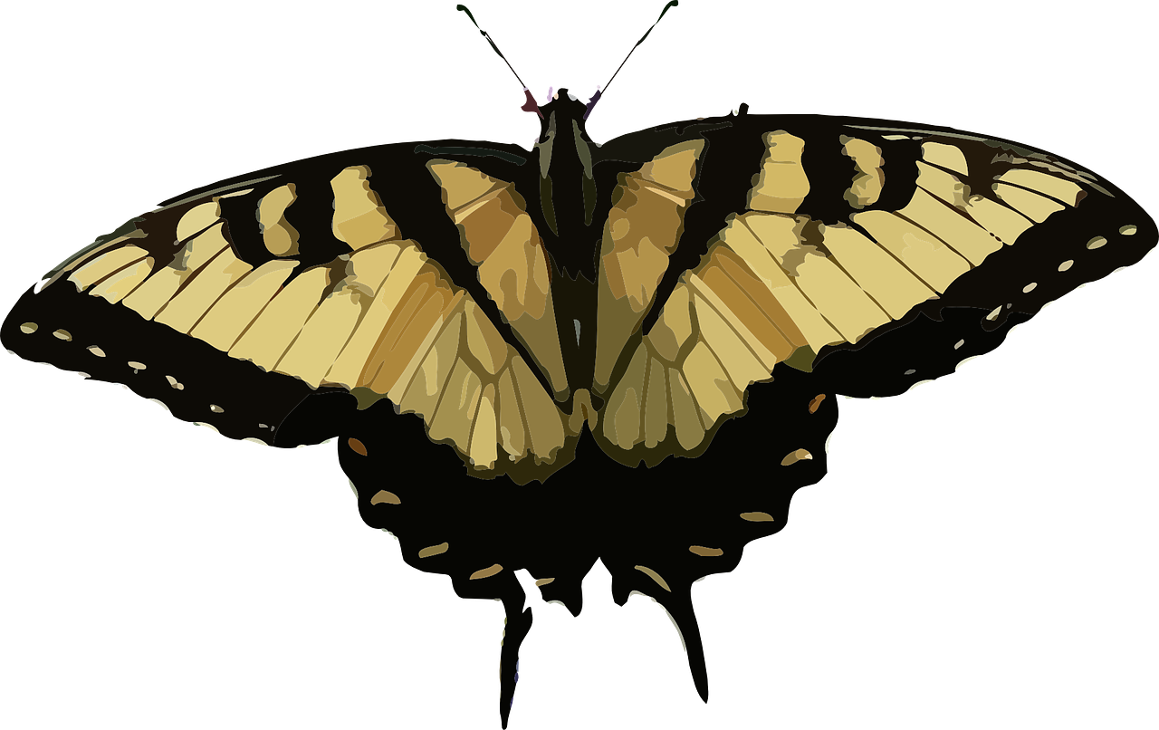 Animal Butterfly Insect Nature Png Image - Borboleta Marrom Png (1280x806), Png Download