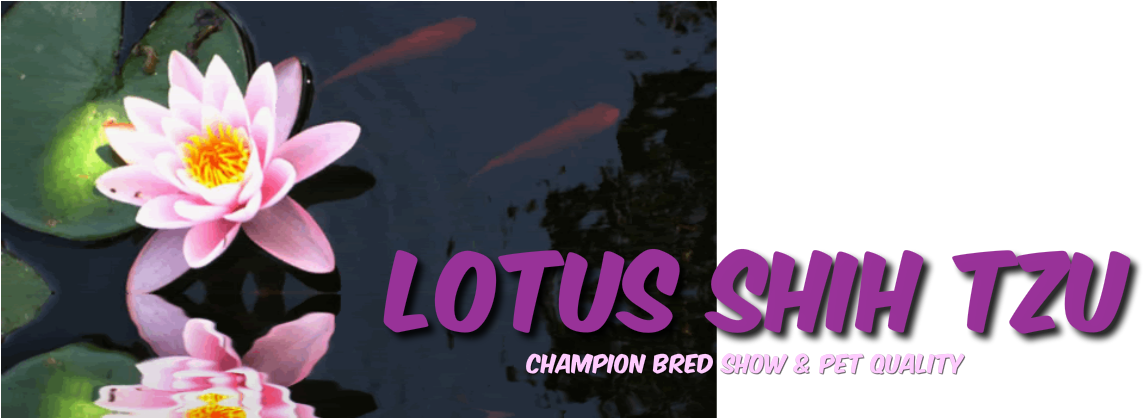 Sacred Lotus (1178x417), Png Download