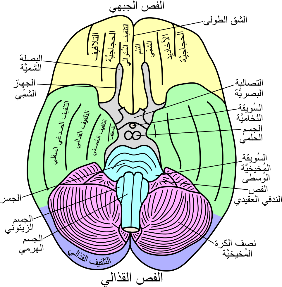 Open - Rhinal Sulcus (1000x1001), Png Download