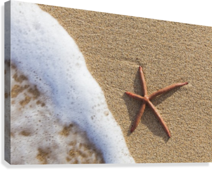 A Red Live Finger Starfish, Also Known As Linckia Sea - Starfish (429x343), Png Download
