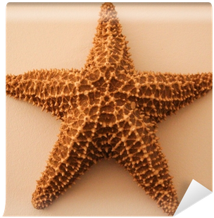 Starfish (400x400), Png Download