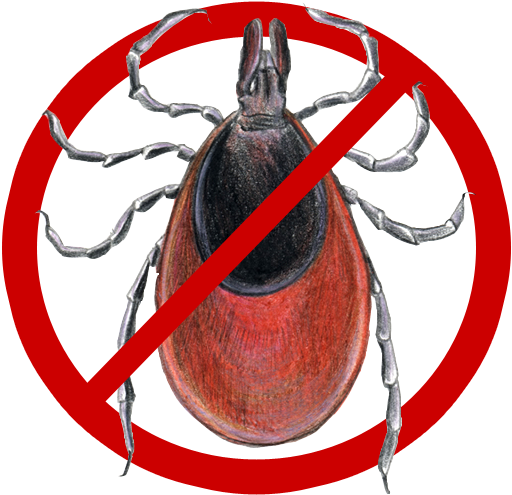 So - Deer Tick (531x555), Png Download