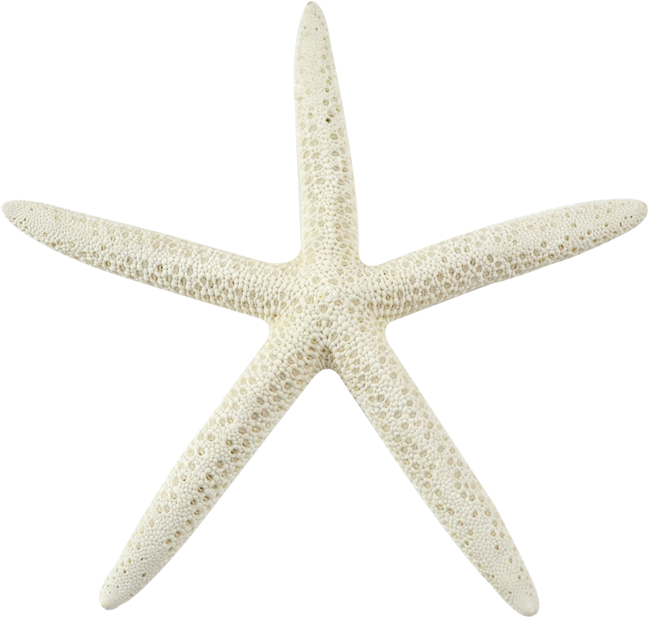 Sea Star Transparent Background Png - Old Chrysler Symbol (1100x1100), Png Download