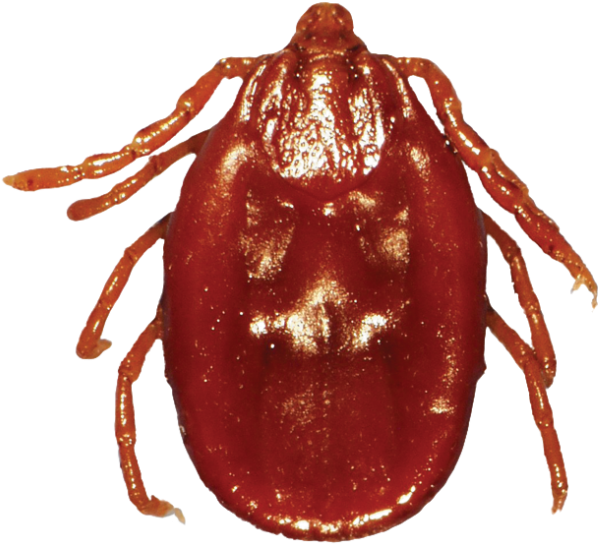 Download Amazing High-quality Latest Png Images Transparent - Tick (1024x768), Png Download