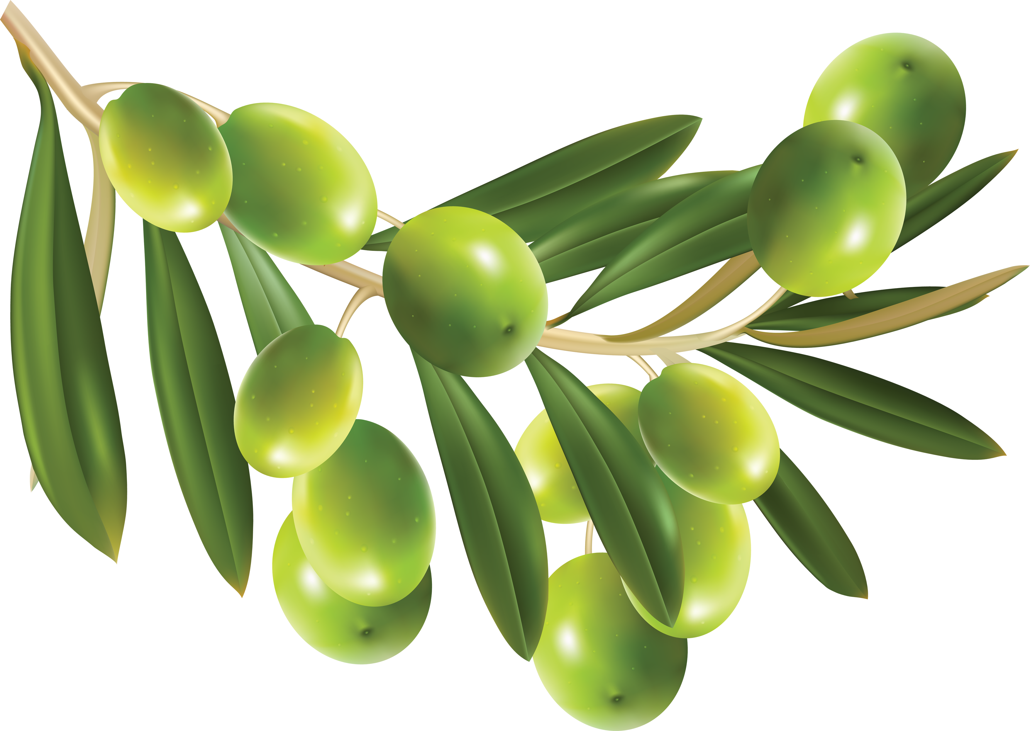 Olive Png - Olive Vector Free Download (800x569), Png Download