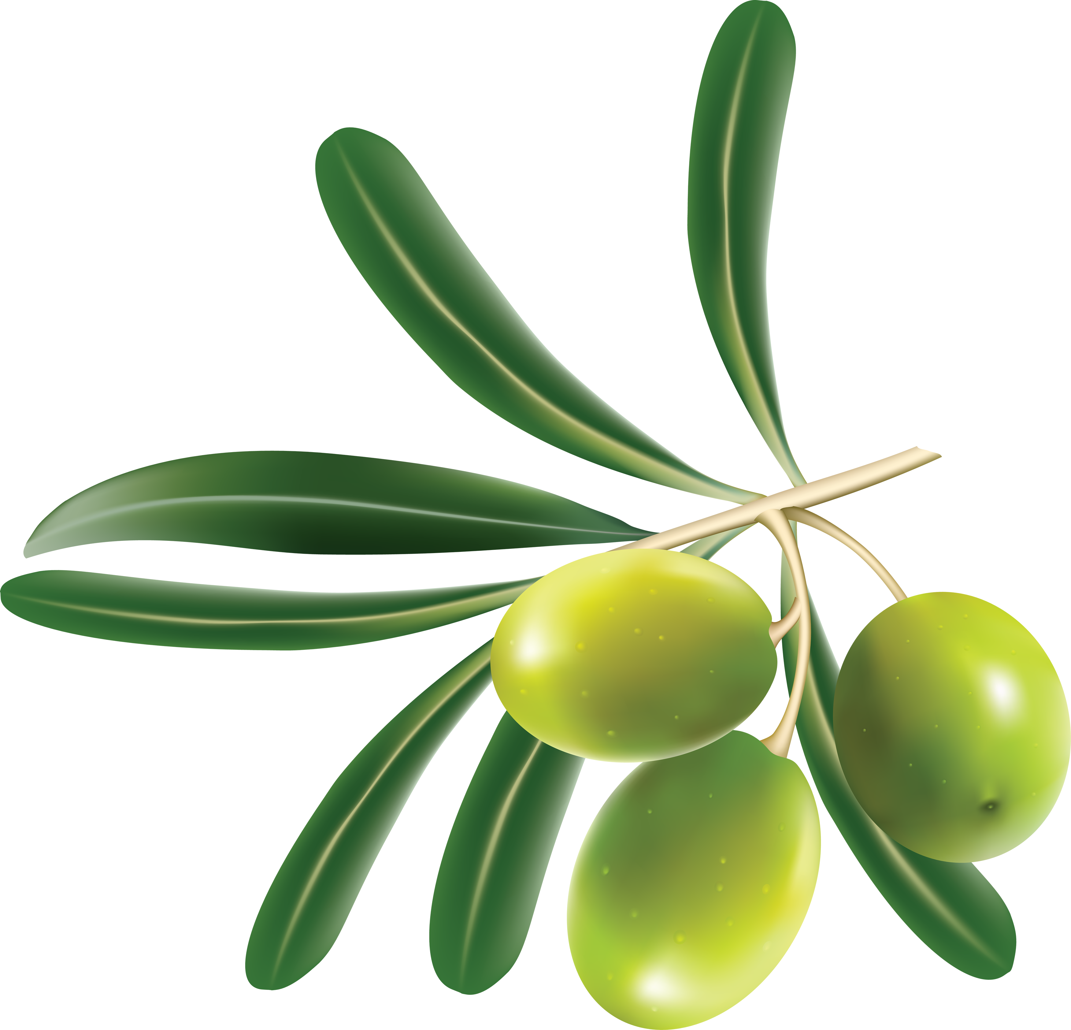 Green Olives Png - Hoja De La Aceituna (3502x3367), Png Download
