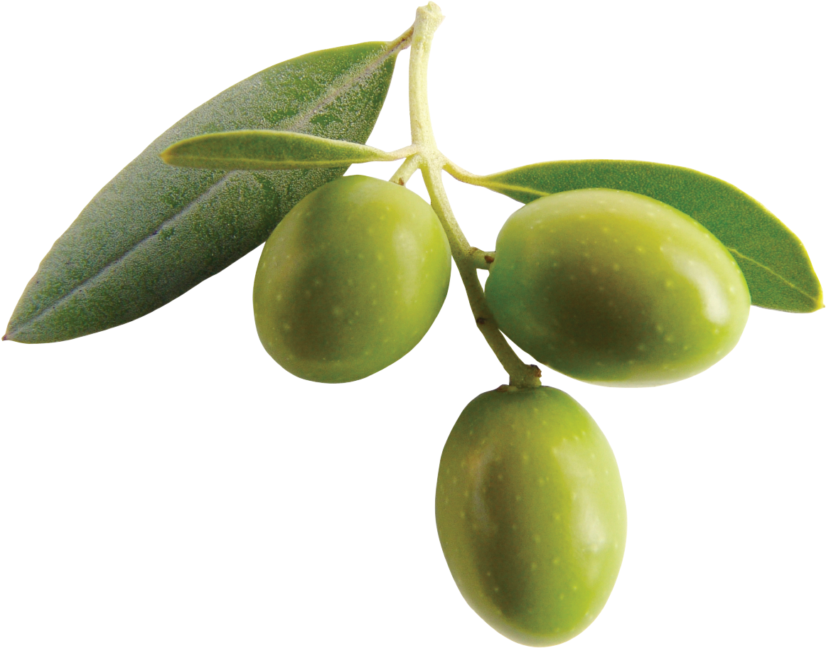 Olive Png Clipart - Olive Fruit (1221x1400), Png Download