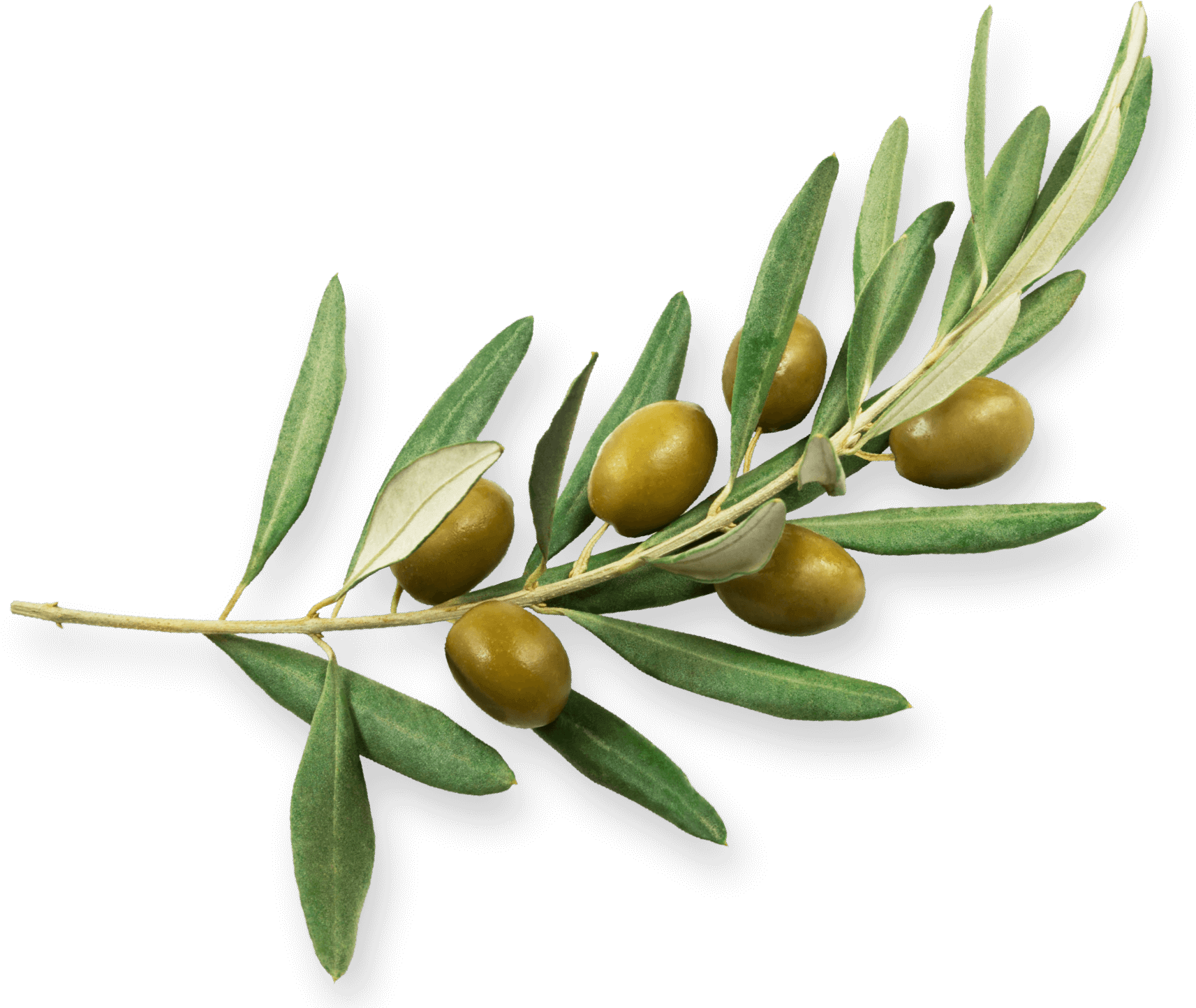 Learn More About Our Olives And Their Character - Olive (1920x1528), Png Download