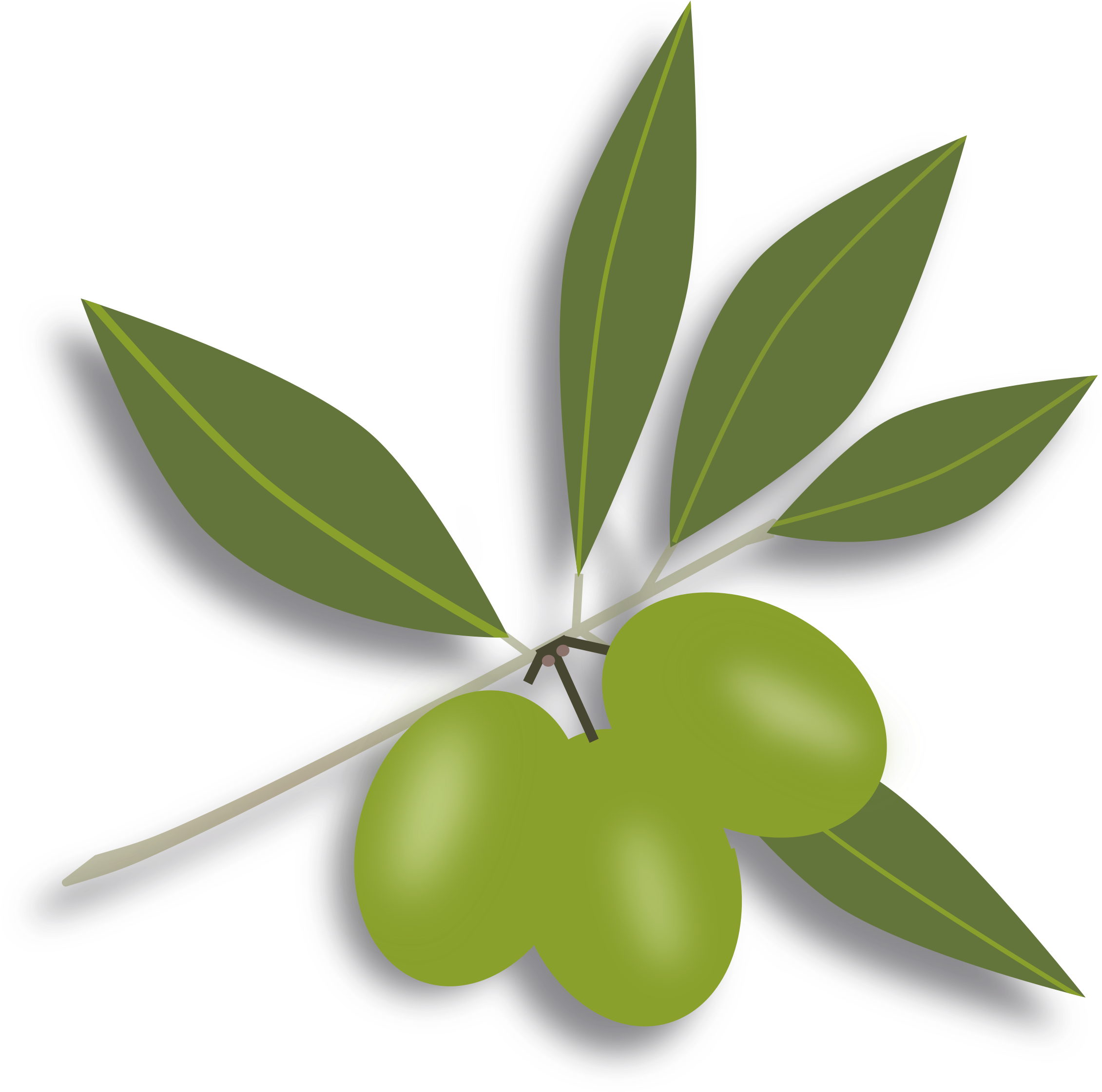 Olive Clipart Green Olive - Olives Clipart Png (800x813), Png Download
