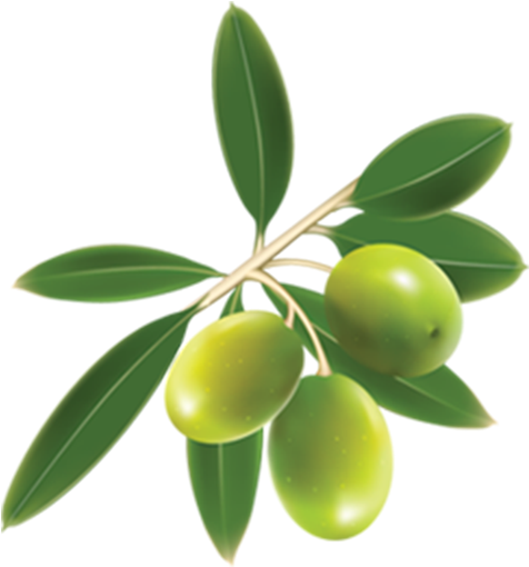 Agrointec Oleicultura - Olive Clipart (634x565), Png Download