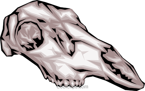 Animal Skull Royalty Free Vector Clip Art Illustration - Animal Skull (480x302), Png Download