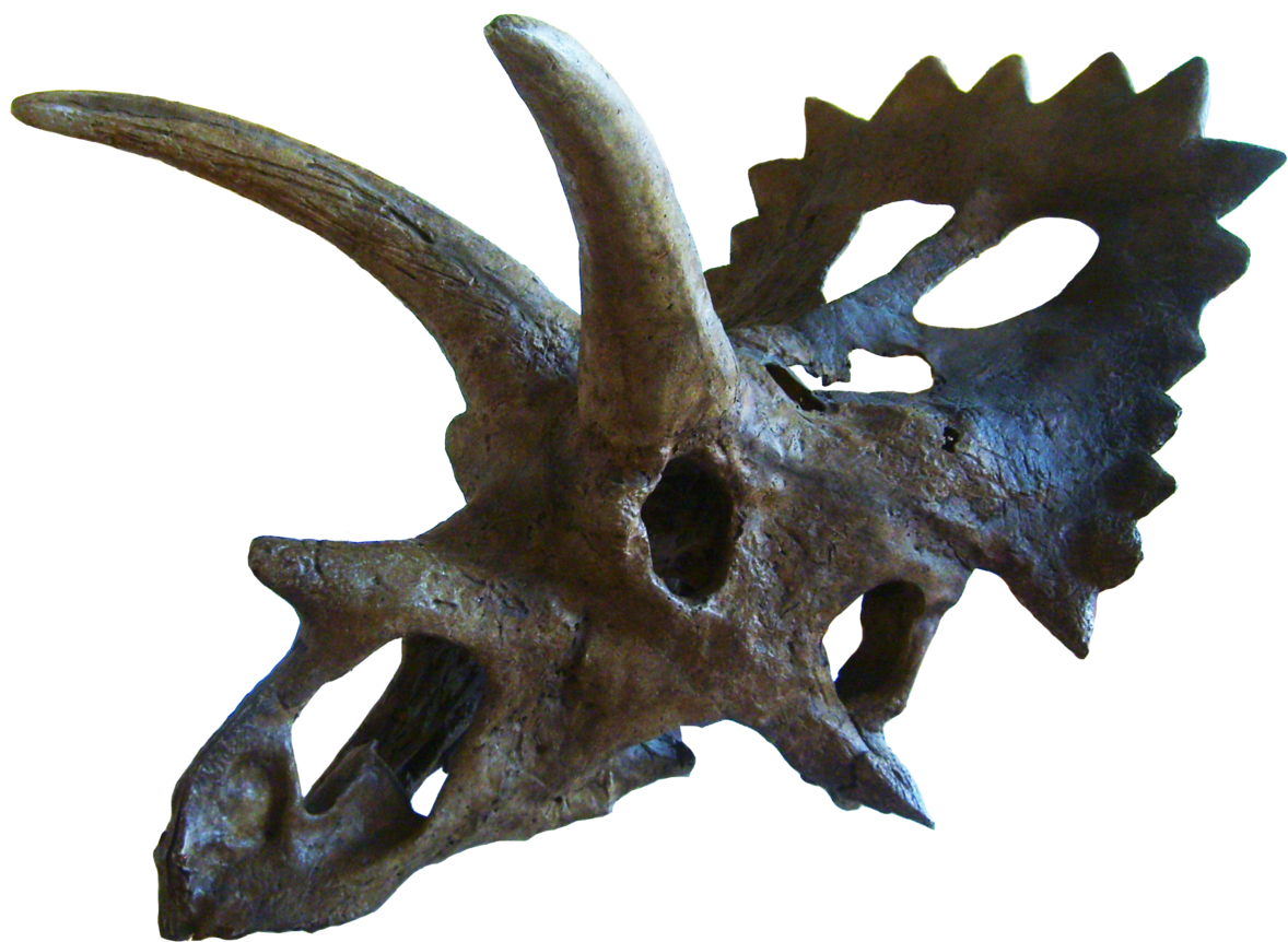 Anchiceratops Skull (1200x892), Png Download