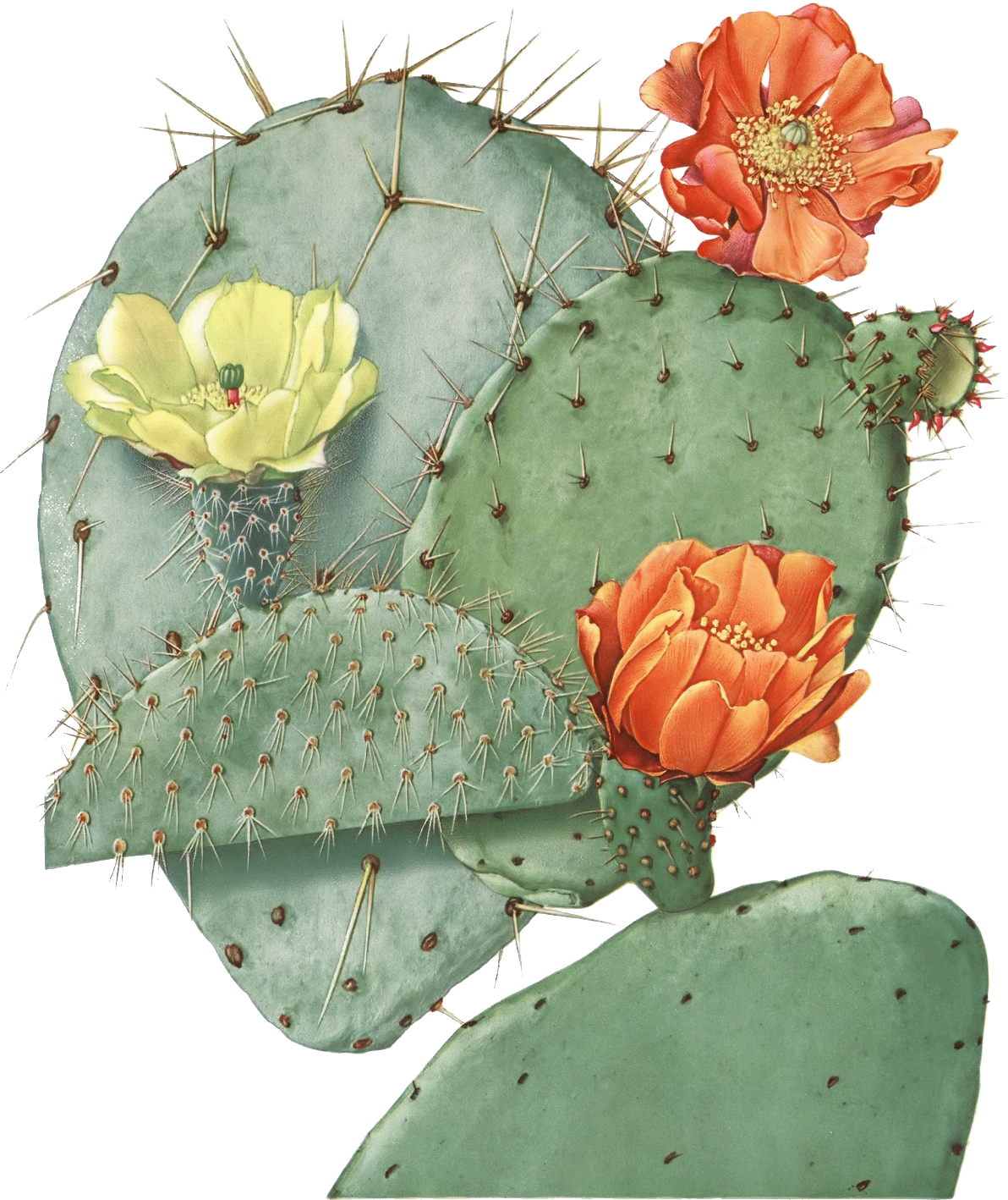 Vector Transparent Download Image Result For Illustration - Opuntia Ficus Indica (1192x1418), Png Download
