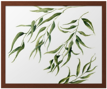 Watercolor Eucalyptus Leaves Branch Set - Eucalyptus Leaves Water Color (400x400), Png Download