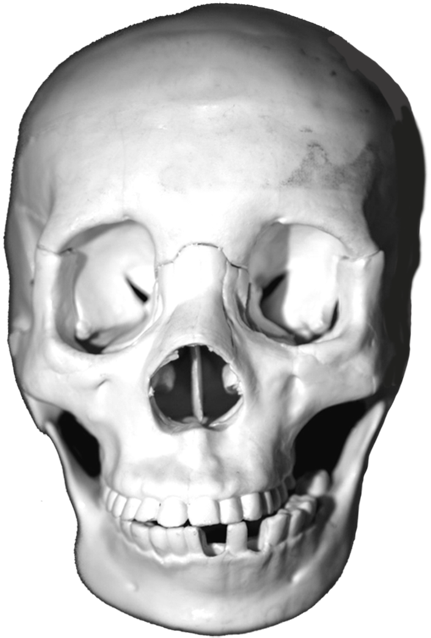Lots Of Skull Images, Head Skulls, Animal Skulls, Skulls - Skull (561x650), Png Download