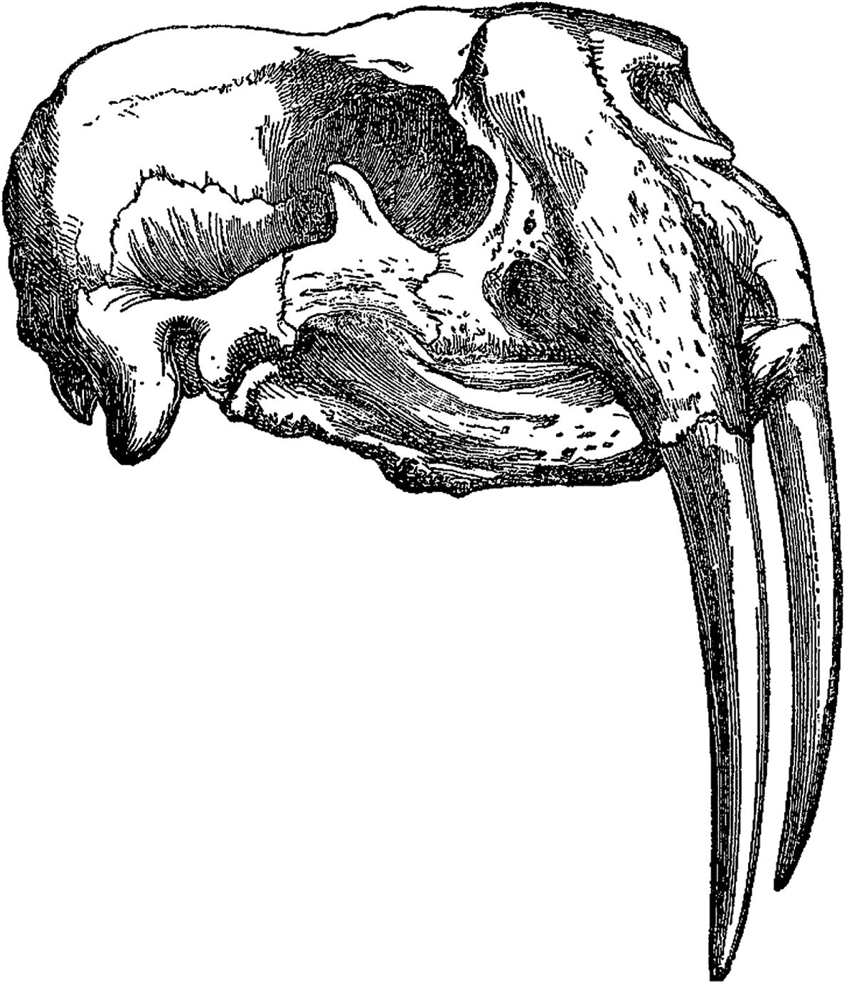 This Is A Beautifully Detailed Animal Skull Illustration - Png Line Animal Skull (1413x1600), Png Download