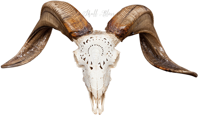 Carved Ram Skull - Ram Skull (645x645), Png Download