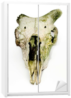 Old Animal Skull With Broken Horns Against White Background - Broken Horn Skull (400x400), Png Download