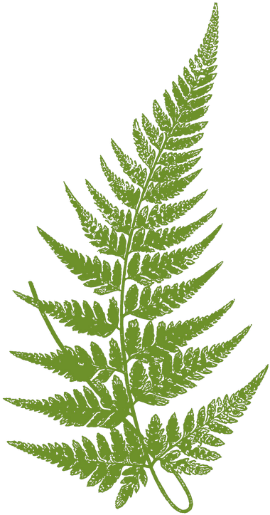 Transparent Fern Leaves Svg Stock - Fern Leaf Botanical Illustration (489x750), Png Download