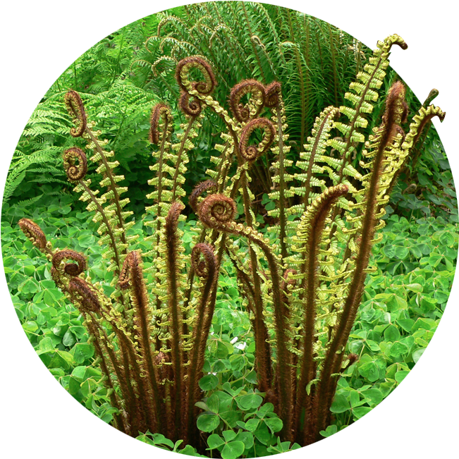 Media Subhome Img - Ostrich Fern (700x700), Png Download