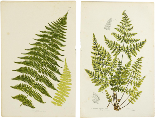 Sold Out Antique Botanical Ferns Lithograph - Mountain Fern Poster Print By Anonymous (600x457), Png Download