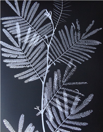 I - Fern (500x500), Png Download