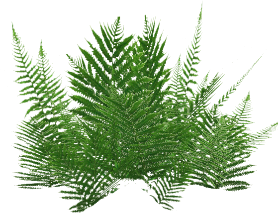 Ground Ferns 3 - الزعتر البري (583x583), Png Download