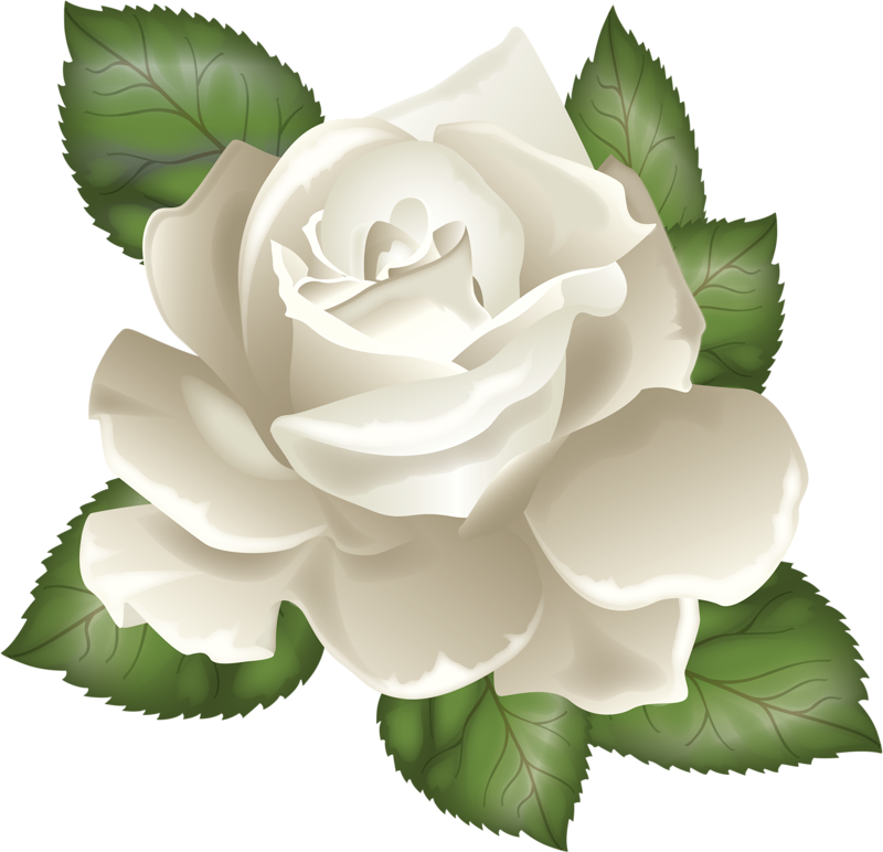 Photo From Album "розы" On Yandex - White Rose Vector Png (800x772), Png Download