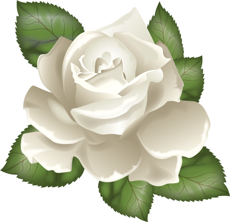 Download Photo From Album "розы" On Yandex - White Rose Vector Png PNG