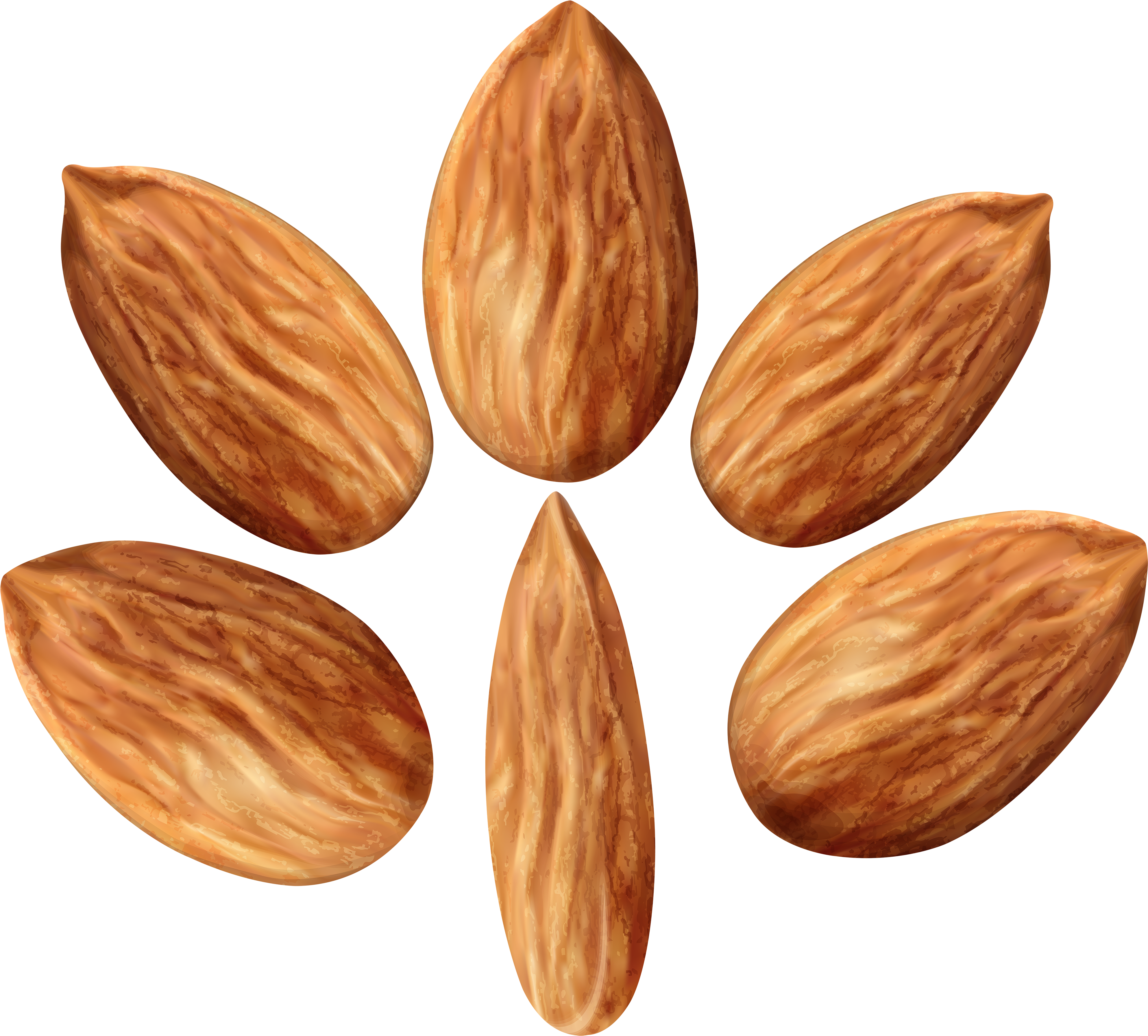 Almonds Set Png Clip Art Image - Almond (4000x3607), Png Download