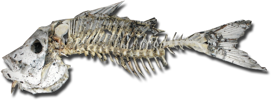I Think You Could Use That On The Shore Of Your Water - Fish Skeleton Png (600x225), Png Download