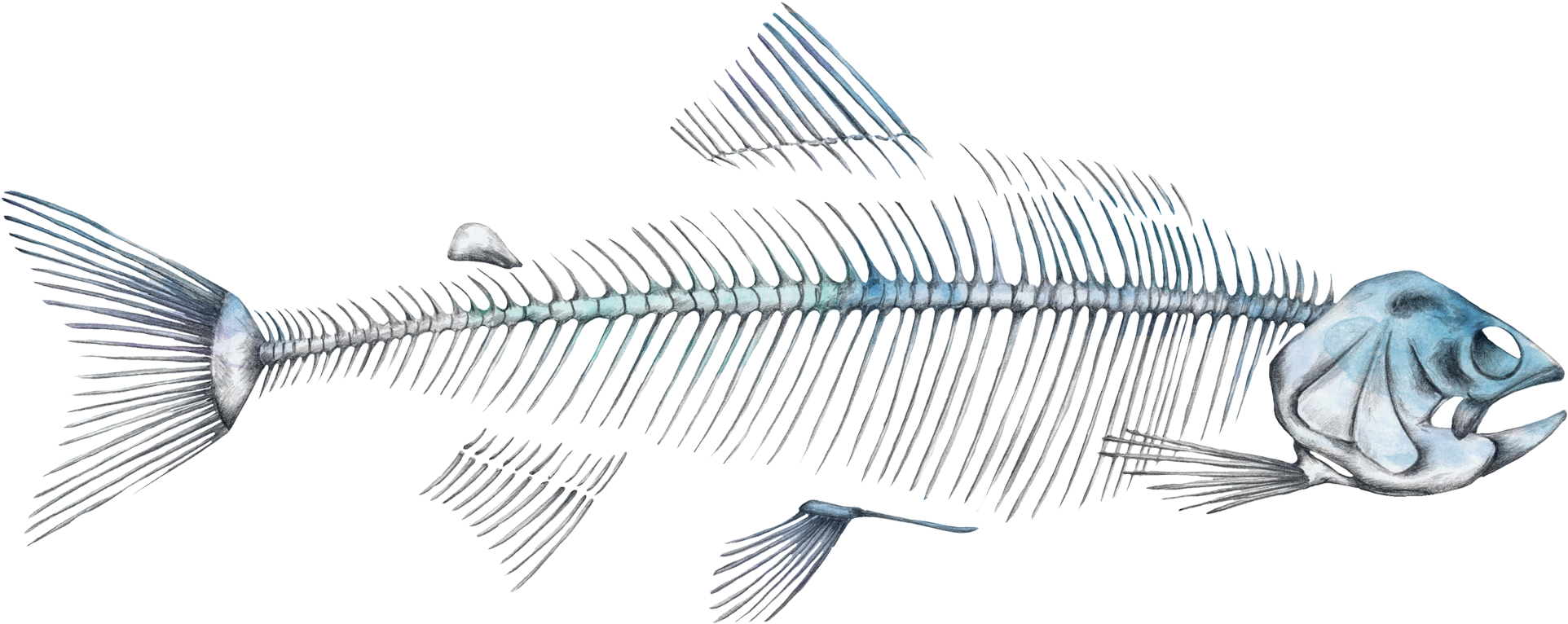 Rake (2100x950), Png Download