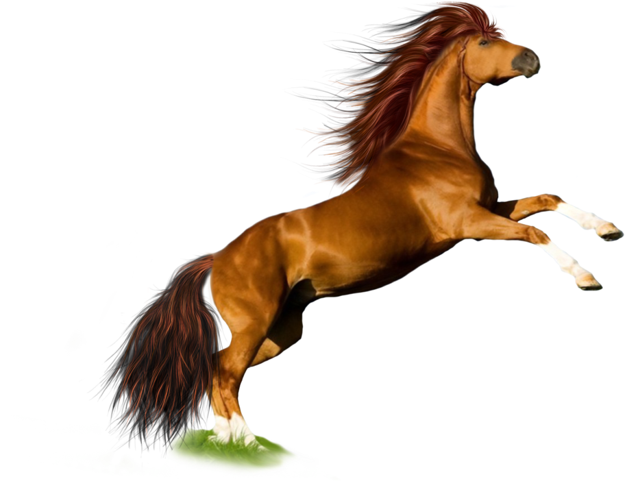 Download Horse Icon - Transparent Background Horse Png (1024x746), Png Download