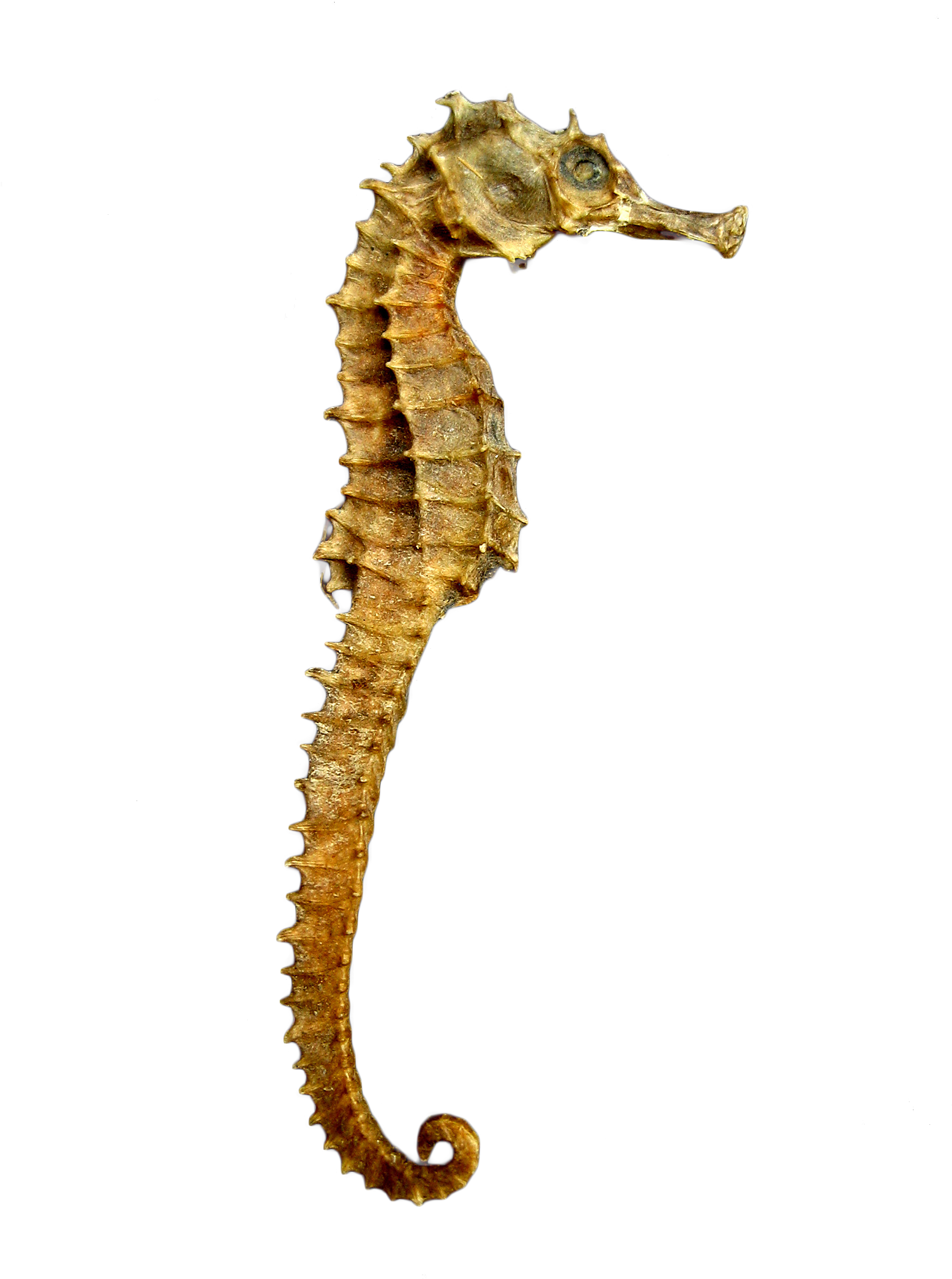 Seahorse Skeleton - Seahorse Png (1704x2272), Png Download