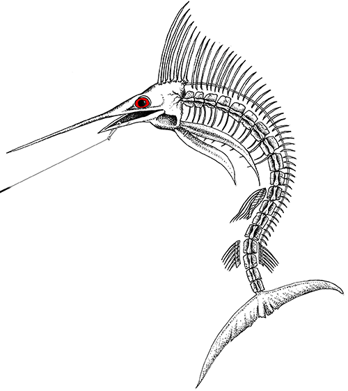 Marlin-final - Marlin Skeleton Png (500x562), Png Download