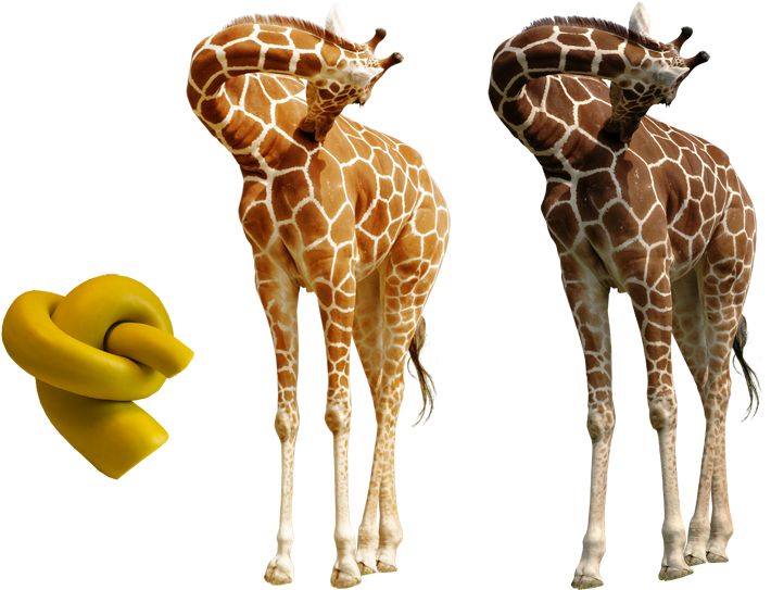 Knot And Extracted Giraffe - Giraffe With Knot In Its Neck (800x614), Png Download
