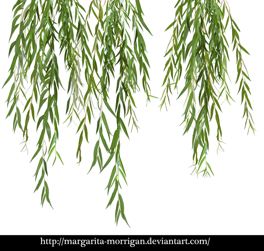 Download Willow Tree Branch Png Clipart Weeping Willow - Willow Png (900x857), Png Download