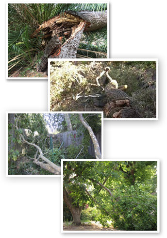 Tree Limbs - Moss (347x506), Png Download