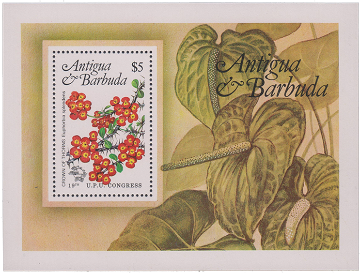 Crown Of Thorns - Antigua And Barbuda (1000x661), Png Download