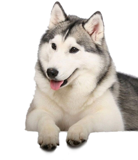 Husky Png Clipart Background - Best Husky (580x800), Png Download
