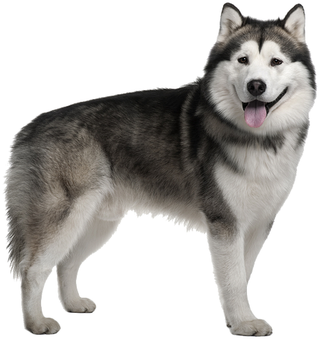 Husky Png Image Free Download - Siberian Husky Alaskan Malamute (600x541), Png Download