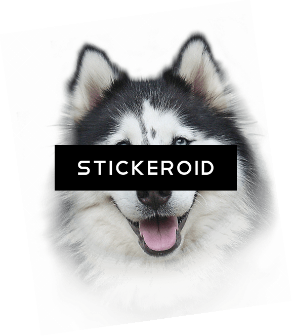 Хаски Husky - Bio-groom Extra Body Shampoo (577x663), Png Download